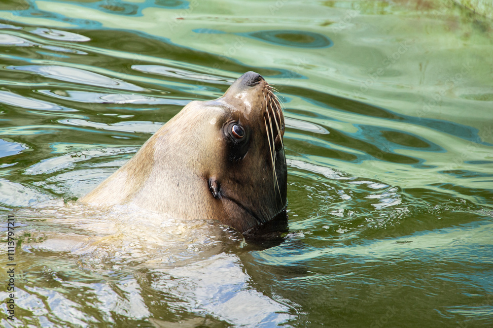 Fototapeta premium Kaliningrad Zoo. Seal swims in the pool. Head of seal above surface of water. Greenish water.