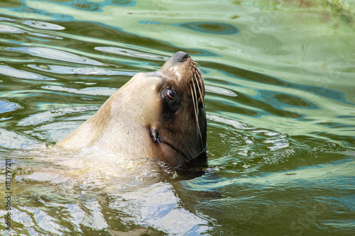 Kaliningrad Zoo. Seal swims in the pool. Head of seal above surface of water. Greenish water. photo