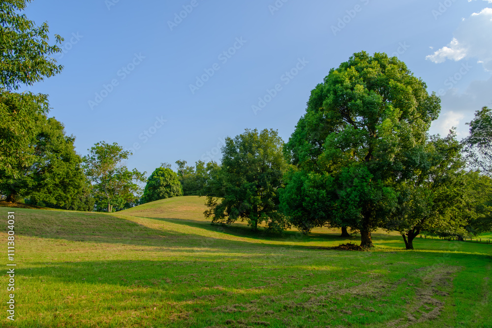 Obraz premium 緑豊かな丘の風景