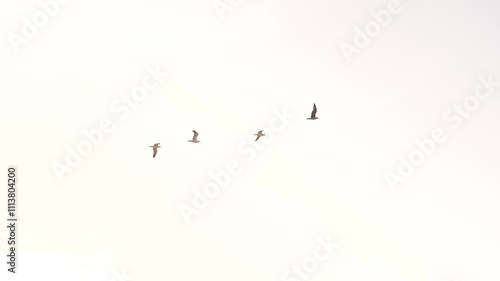 Sea gulls birds flying in sky at ocean beach of Fuerteventura Canary Island