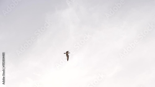 Wallpaper Mural Sea gulls bird flying in sky at ocean beach of Fuerteventura Canary Island Torontodigital.ca