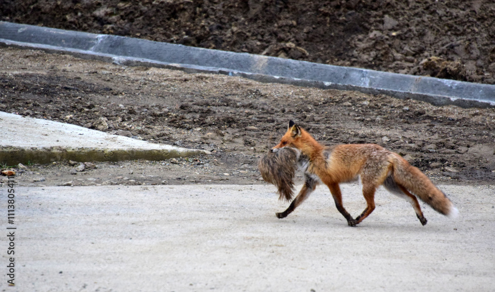 Fototapeta premium red fox vulpes
