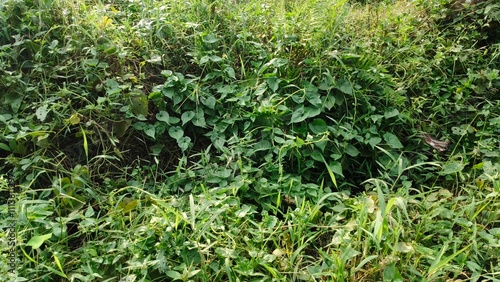 Invasive green grass or weed plants thick and tall leaves overgrown on wasteland or covered backyard garden area. Remove or weeding field, land maintenance yard bush growth problem concept.
