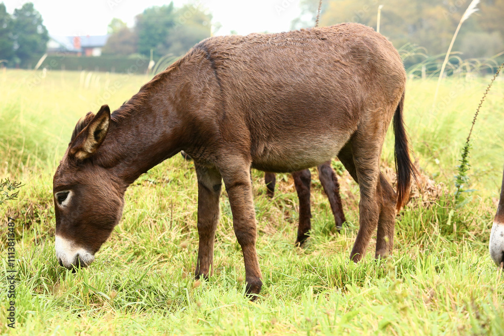 Cute brown donkey grazing outdoors on a farm Cute brown donkey grazing outdoors on a farm