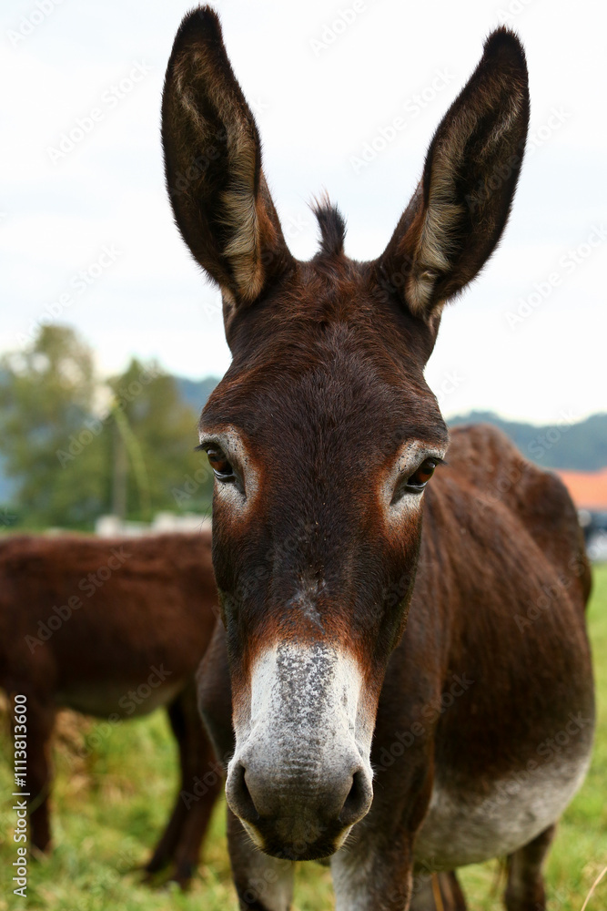 Cute brown donkey grazing outdoors on a farm Cute brown donkey grazing outdoors on a farm