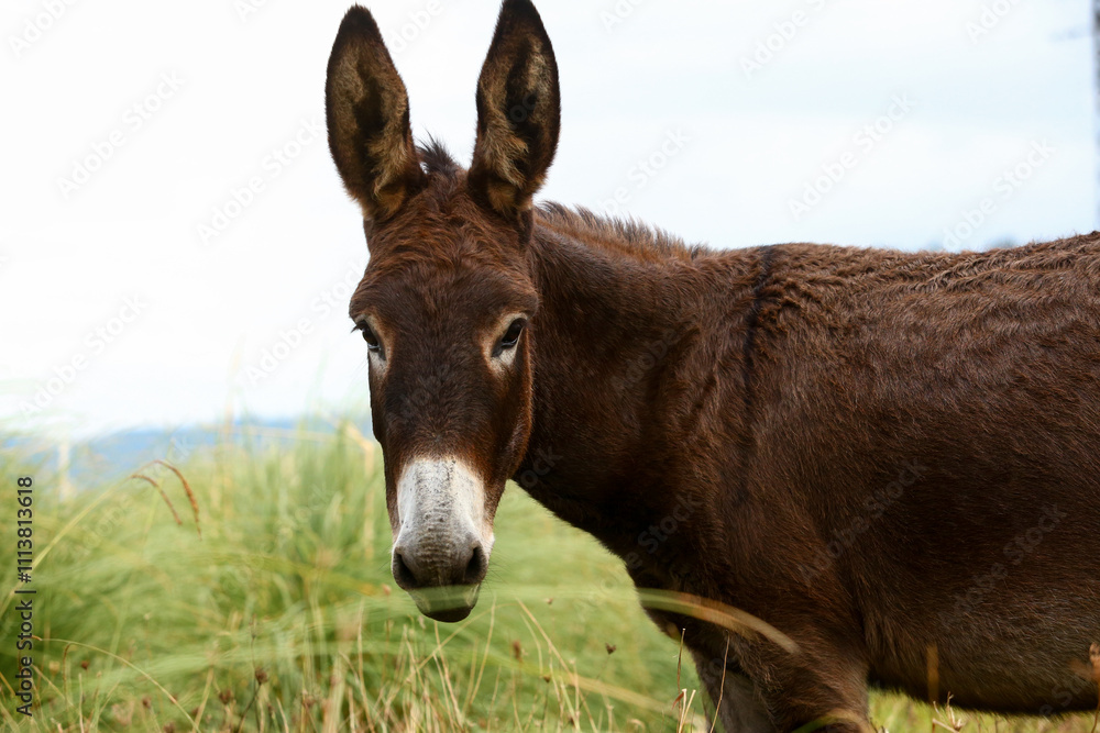 Cute brown donkey grazing outdoors on a farm Cute brown donkey grazing outdoors on a farm