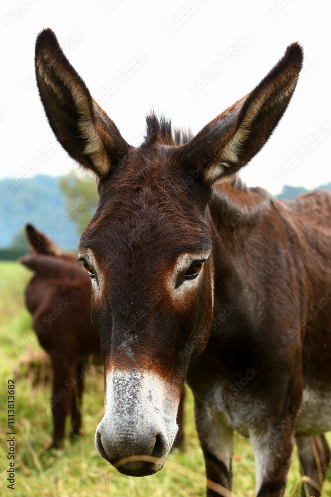 Cute brown donkey grazing outdoors on a farm Cute brown donkey grazing outdoors on a farm