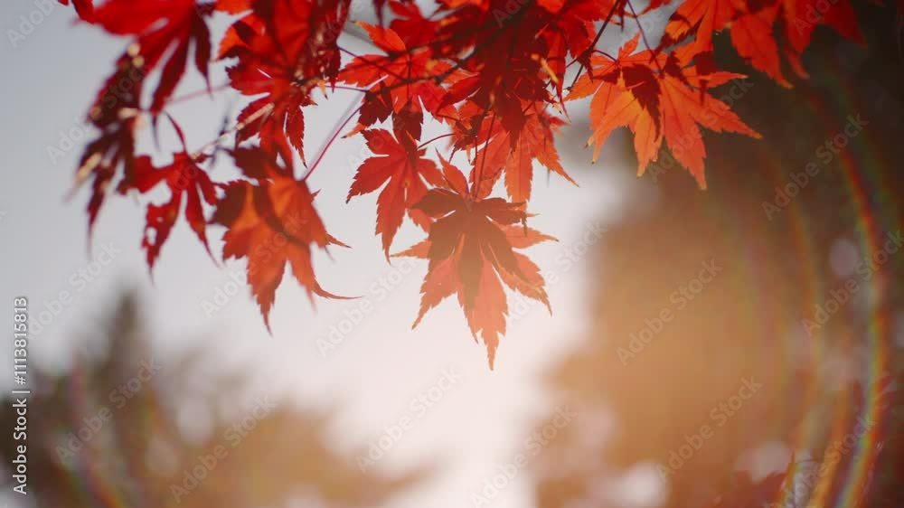 Dramatic view of maple leaves on a tree swaying in wind in autumn or fall, Nature or outdoor, Nostalgic negative film with lens flare Dramatic view of maple leaves on a tree swaying in wind in autumn or fall, Nature or outdoor, Nostalgic negative film with lens flare