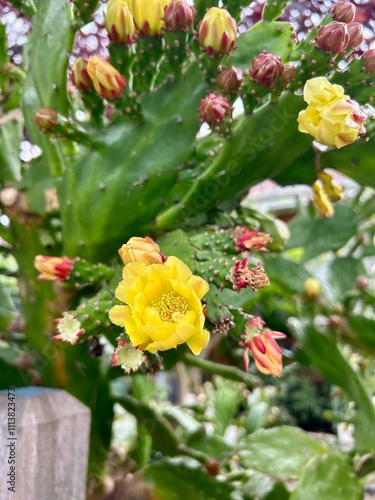 A cactus with vibrant yellow flowers in bloom, surrounded by green pads, showcasing the resilience of desert flora with its striking contrast against the green foliage.