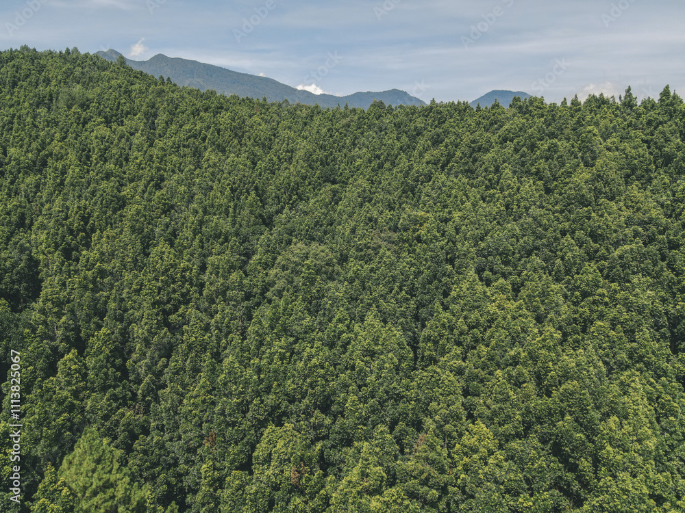 Fototapeta premium Aerial view of lush green pine forest in Dieng, Wonosobo, Indonesia.