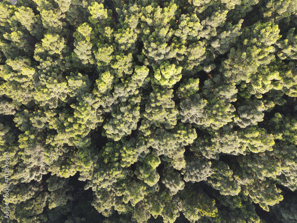 Aerial view of lush green pine forest in Dieng, Wonosobo, Indonesia. Aerial view of lush green pine forest in Dieng, Wonosobo, Indonesia.