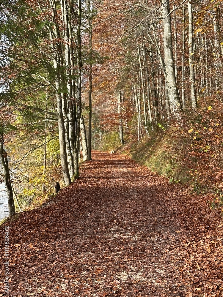 Obraz premium path in autumn forest