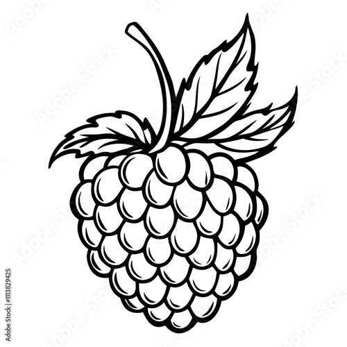 Line art of a raspberry. Vector illustration