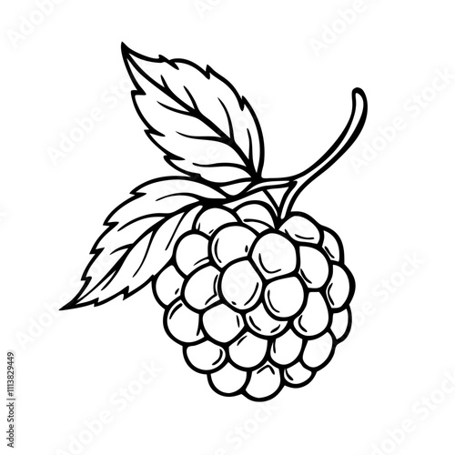 Line art of a raspberry. Vector illustration