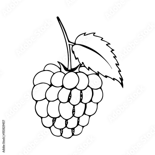 Line art of a raspberry. Vector illustration