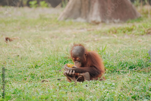 фотографія Baby orangutan is sitting on the grass and holding a banana in its hand