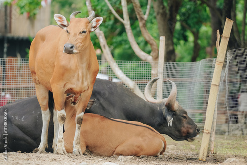 Banteng or Bos javanicus or Red Bull, a species of wild cattle found in Southeast Asia. photo