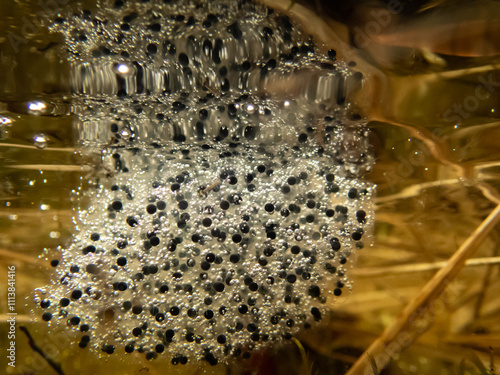 Bild auf Leinwand Close-up of frog spawn underwater in a shallow pond