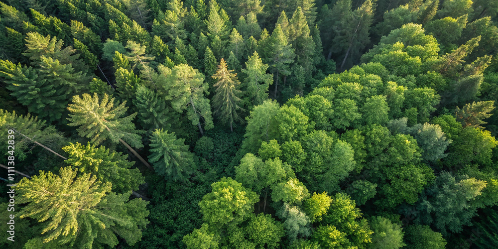 Aerial top view of green trees in forest. Aerial top view of green trees in forest.