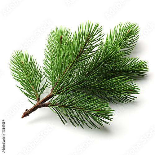 Pine branch. Green pine branch on a white background.
