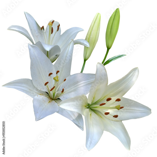 bouquet of blooming lilies isolated from the background