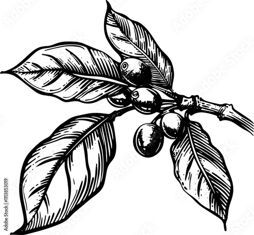 Coffee tree branch, sketch illustration. 
