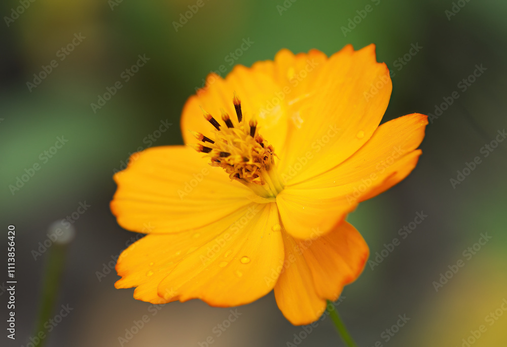 yellow cosmos flower, close up cosmos flower, bright cosmee flower, orange flowers with green background, beautiful cosmee flower, close up pollen pistils yellow cosmos flower, close up cosmos flower, bright cosmee flower, orange flowers with green background, beautiful cosmee flower, close up pollen pistils