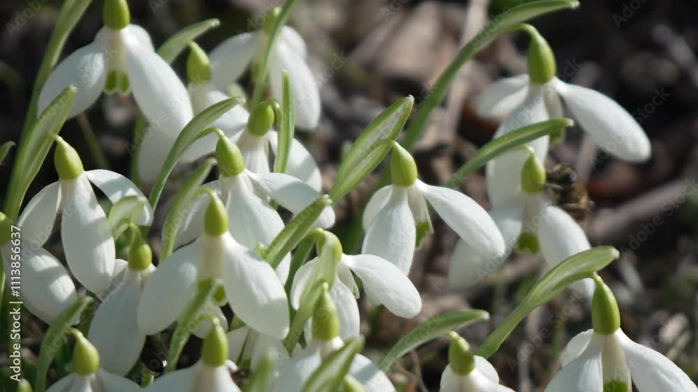 Snowdrops, flower, spring. White snowdrops bloom in garden, early spring, signaling end of winter. Snowdrops, flower, spring. White snowdrops bloom in garden, early spring, signaling end of winter.