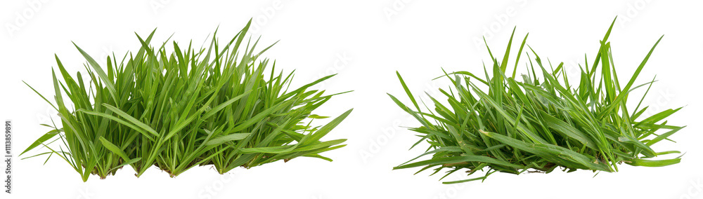 Lush green grass displayed in two distinct clusters, showcasing vibrant color and texture. Lush green grass displayed in two distinct clusters, showcasing vibrant color and texture.