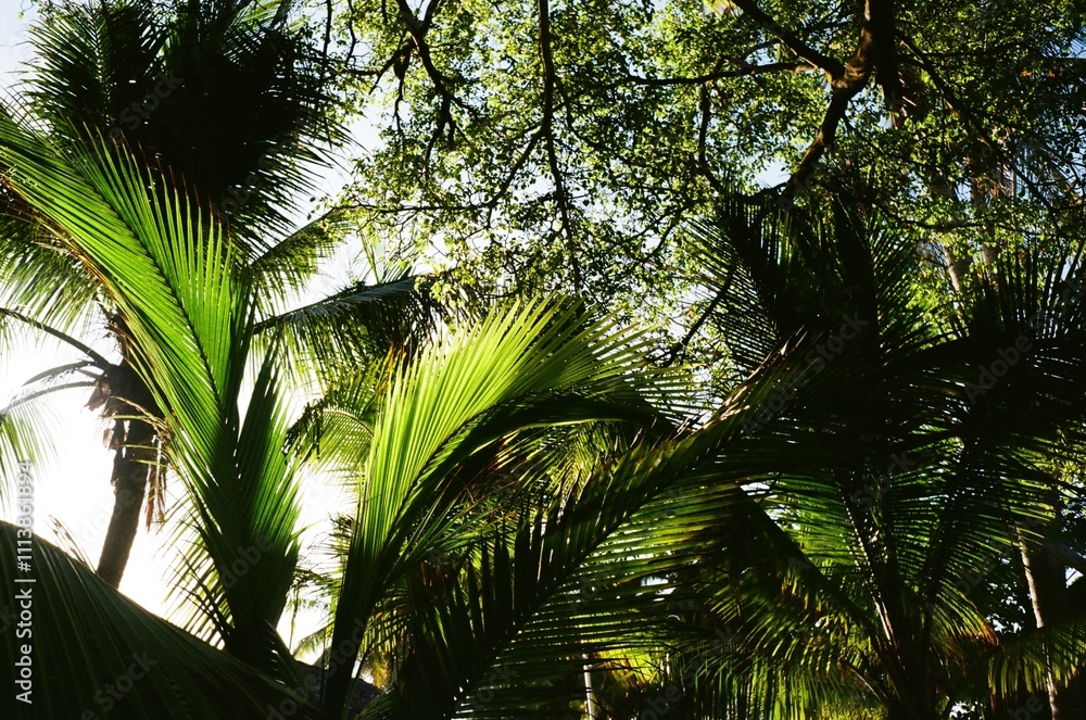Fototapeta premium palm trees in the sun