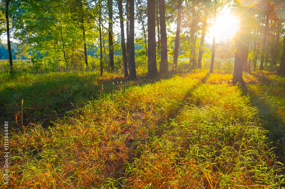 Obraz premium Sunset in the forest with light streaming between trees lighting up a clearing of tall grass, Chickamauga Battlefield, Fort Oglethorpe, Georgia