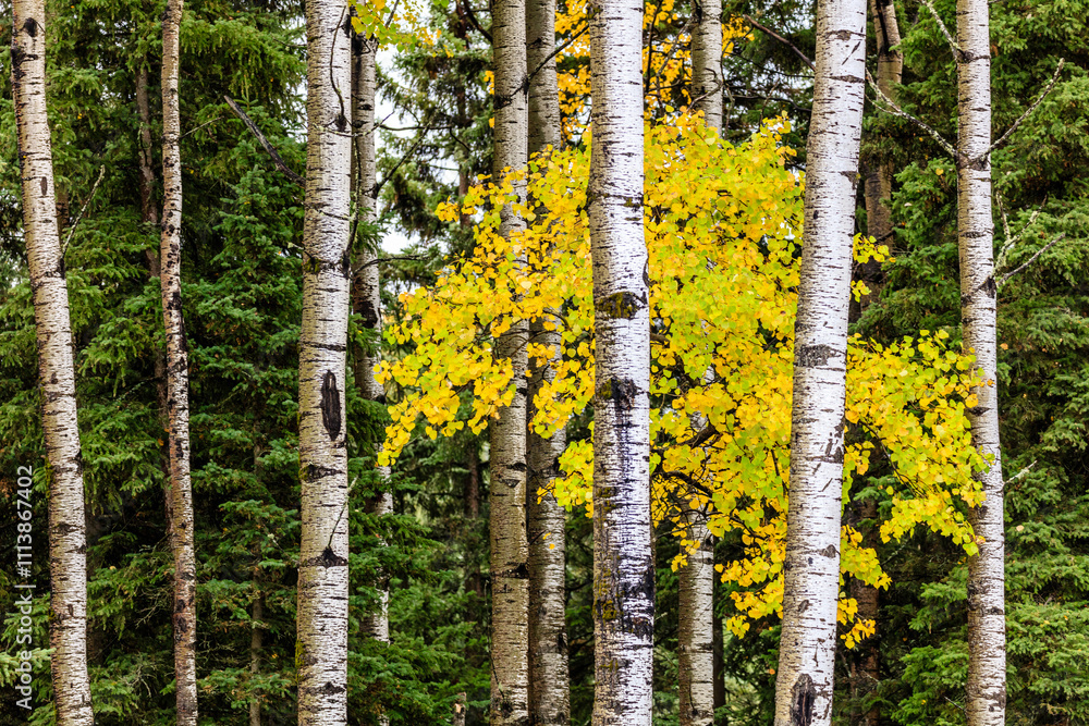 A forest with a tree in the middle with yellow leaves A forest with a tree in the middle with yellow leaves
