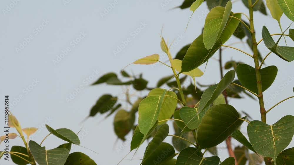Sacred Fig Tree, Pipal Tree, Bohhi Tree, Bo Tree, Peepul, Heart Shape Green Bodhi Leaf Background Sacred Fig Tree, Pipal Tree, Bohhi Tree, Bo Tree, Peepul, Heart Shape Green Bodhi Leaf Background