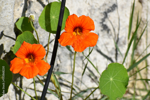 Fleur de grande Capucine (Tropaeolum majus), plante vivace devant un mur ancien