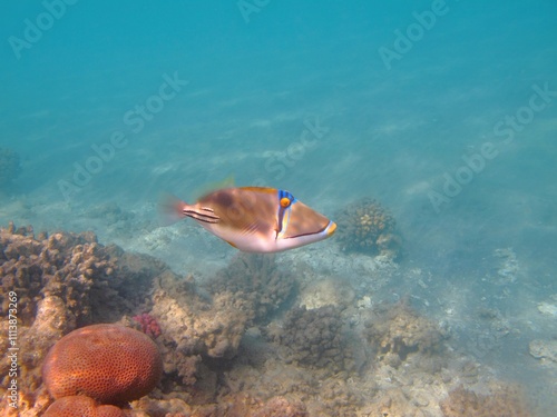 Colorful tropical fish - Arabian picassofish (Rhinecanthus assasi) swimming in the ocean. Marine life, reef with corals and fish. Underwater photography from scuba diving, aquatic wildlife. photo