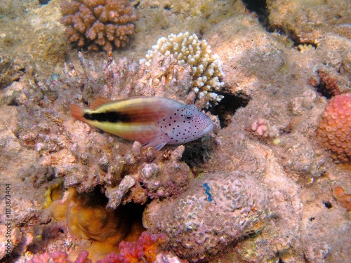 Coral reef and tropical fish - spotted hawkfish (Paracirrhites forsteri).  Marine life in the ocean.  Corals and fish, underwater photography from scuba diving. Animal in the sea, aquatic wildlife. photo