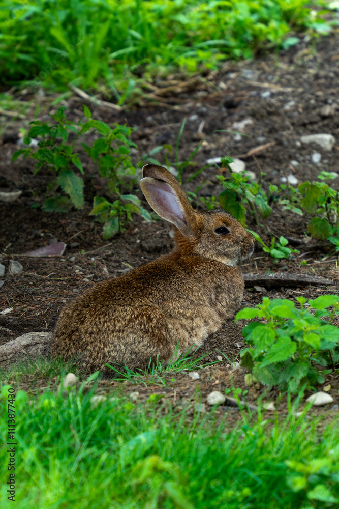 Little cute rabbit sitting in the grass outdoor Little cute rabbit sitting in the grass outdoor