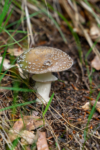 Poison boletus mushroom in the forest