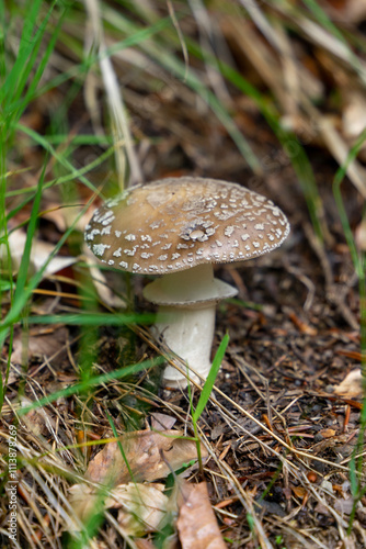 Poison boletus mushroom in the forest