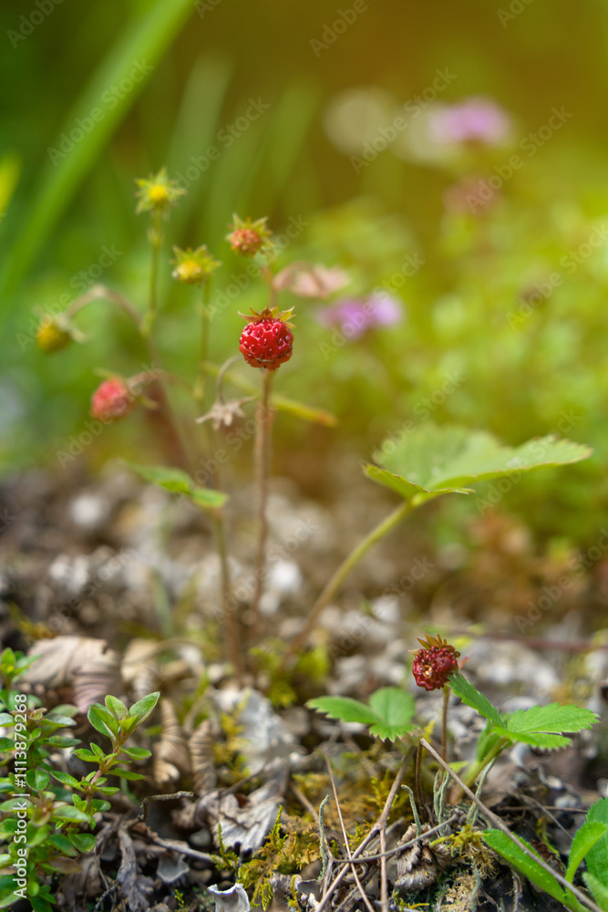 Wild strawberrys in their nature environment Wild strawberrys in their nature environment