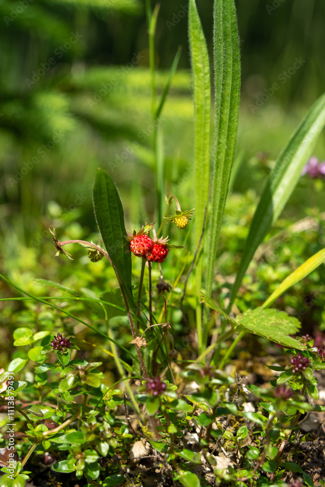 Wild strawberrys in their nature environment Wild strawberrys in their nature environment