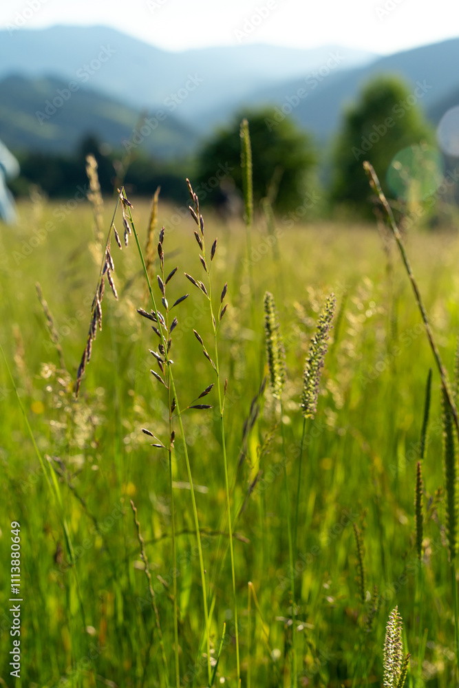 Summer meadow with green grass and flowers Summer meadow with green grass and flowers