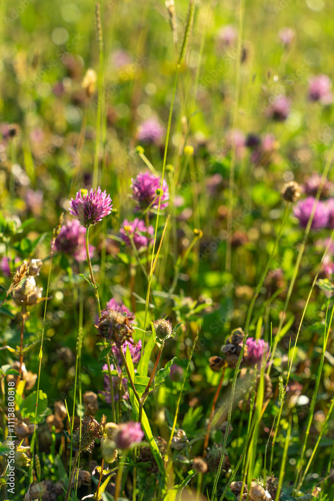Blooming of purple wildlife clover in the meadow Blooming of purple wildlife clover in the meadow
