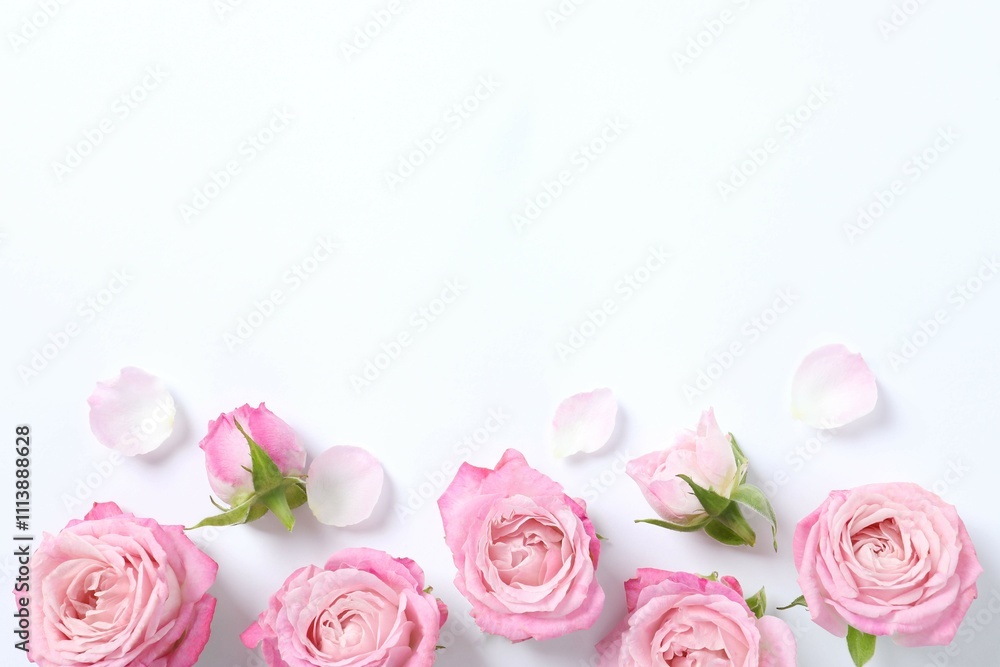 Fototapeta premium Beautiful composition with pink roses on white background 