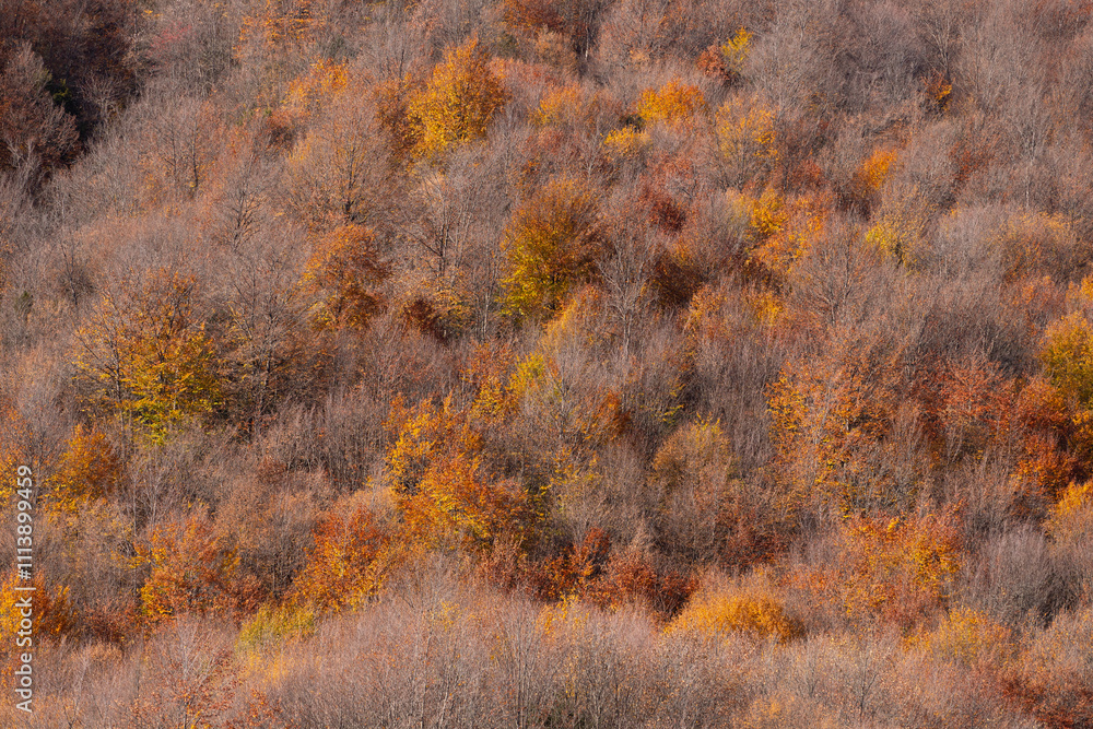 Autumn yellow forest in high mountains. Autumn yellow forest in high mountains.
