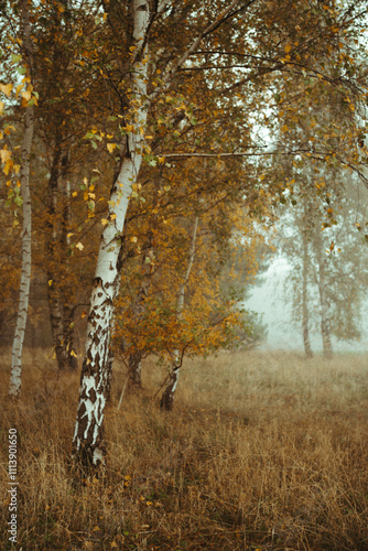 Fototapeta Naklejka Na Ścianę i Meble -  Birch forest