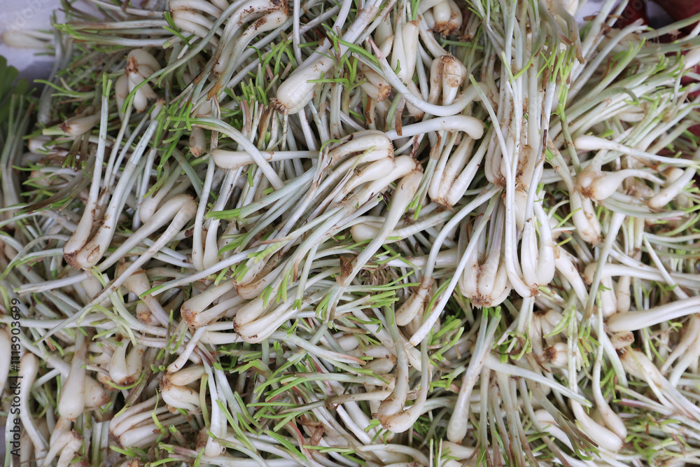 These are the fresh Allium Hookeri Roots These are the fresh Allium Hookeri Roots