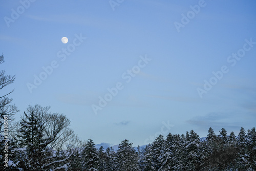 Tranquil Winter Scene with Full Moon Illuminating Snow-Covered Trees Under a Clear Blue Sky in a Serene Natural Landscape at Dusk