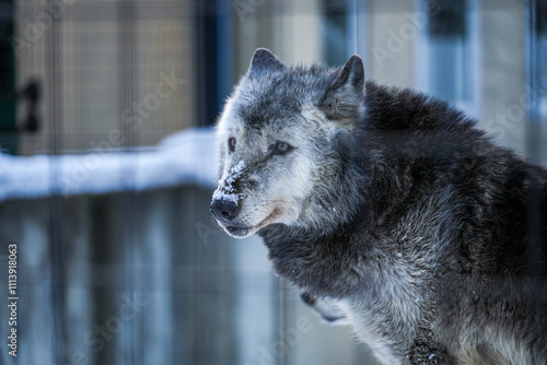 Captivating Close-Up of a Majestic Wolf Standing in the Snow with a Hint of Frost on Its Fur, Showcasing Imperfection and Beauty of Nature in a Serene Setting