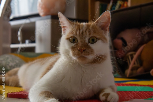 Un gros plan d'un chat roux et blanc tigré photo